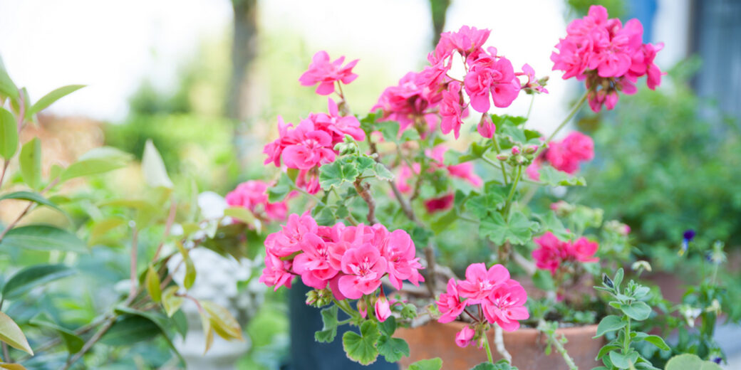 Geranie Die Deutschen haben die beliebteste Balkon- und Blumenbeetpflanze