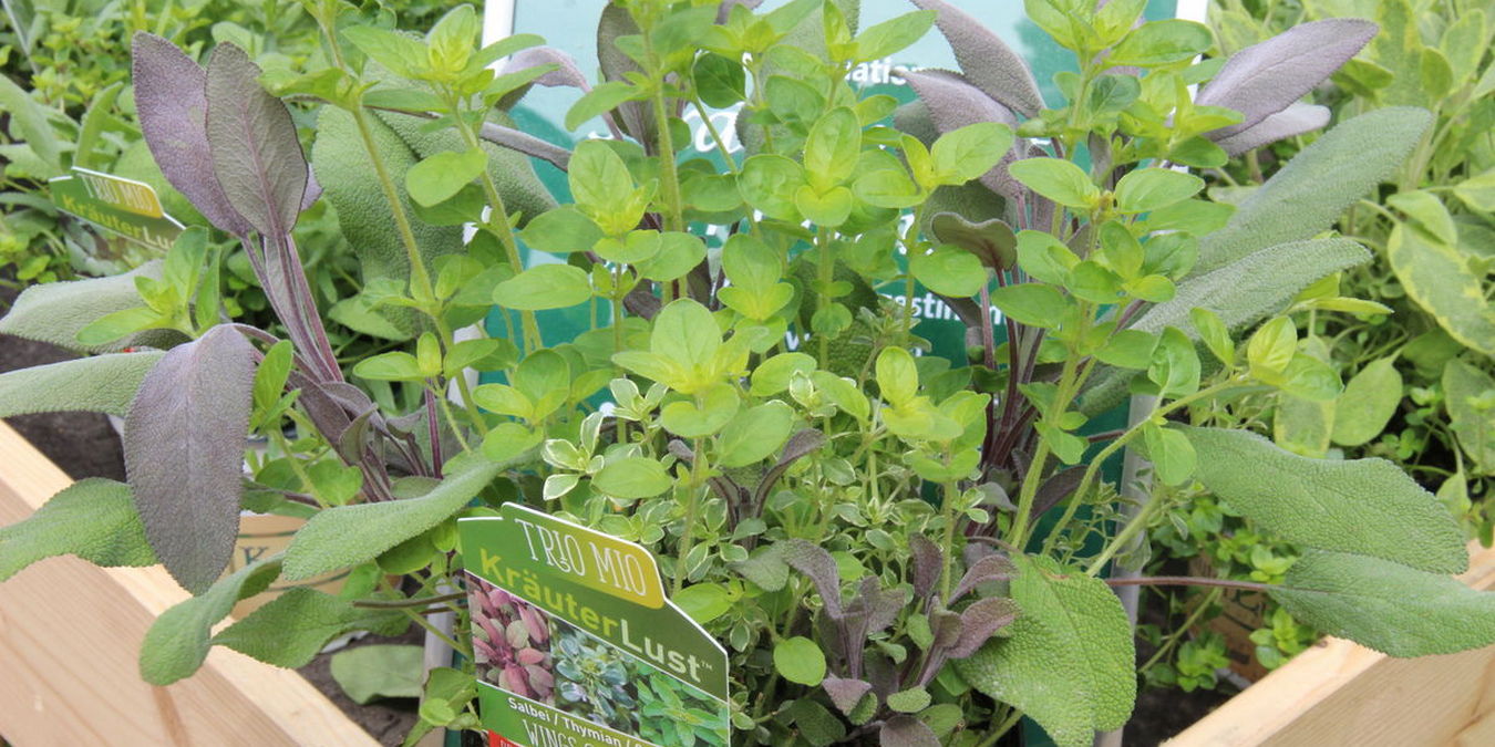 Garten- und Gartenbautrend