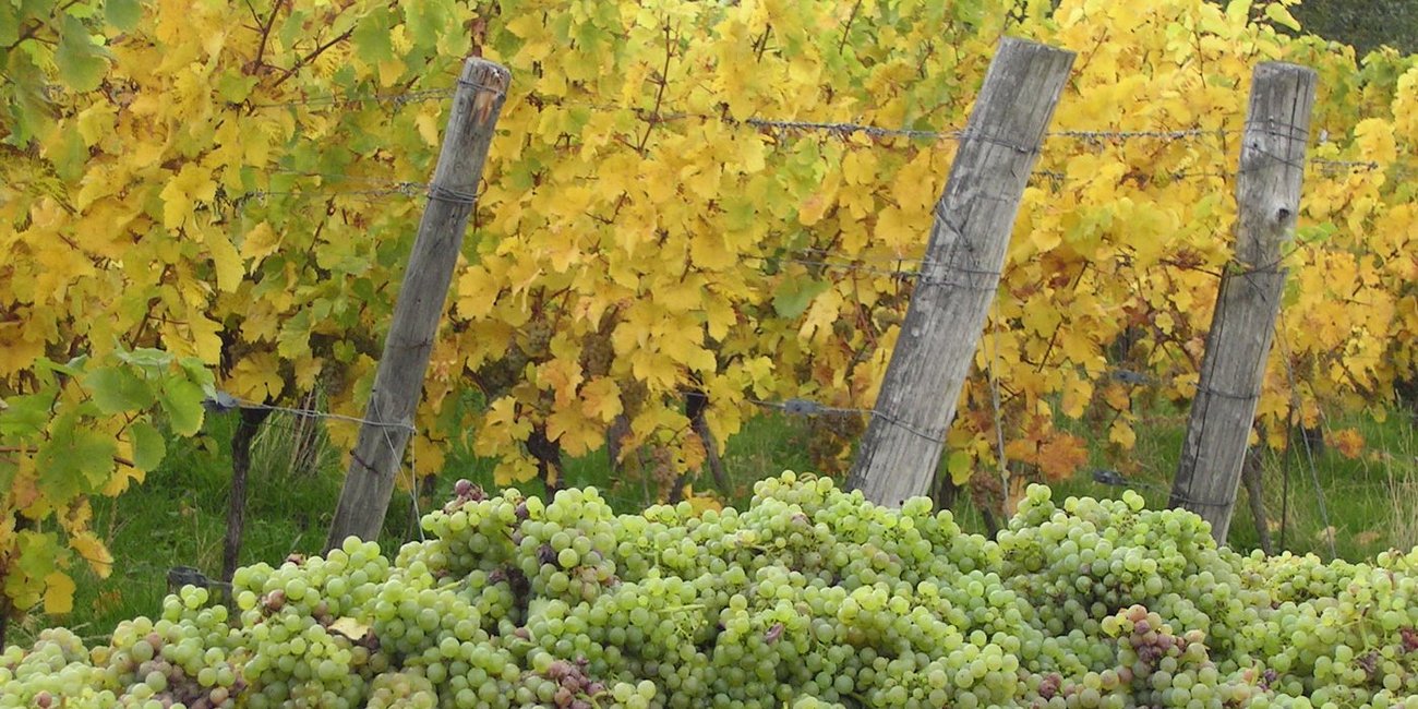Kleine Weinbereitung